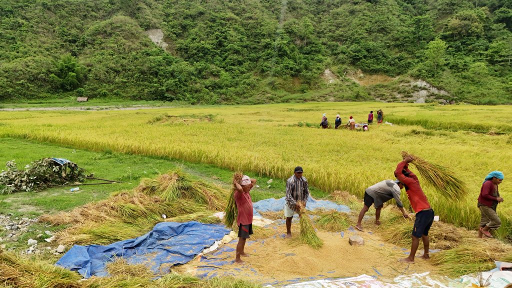 तनहुँका फाँटमा किसानलाई चैते धान भित्र्याउने चटारो