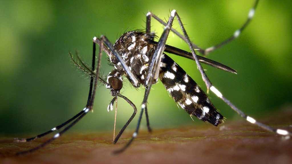 चितवनमा सात जनामा औलो सङ्क्रमण पुष्टि, सबै विदेशबाट फर्किएका