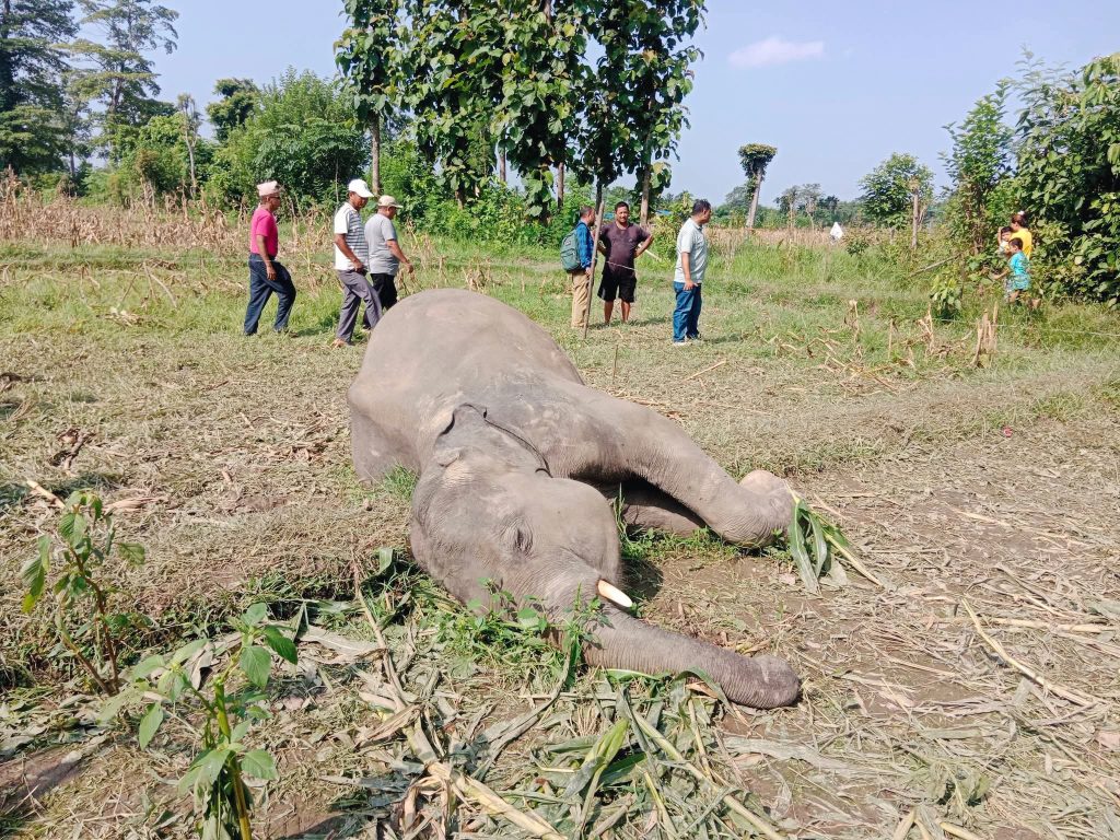 सुनसरीको बराहक्षेत्रमा जङ्गली हात्ती मृत फेला