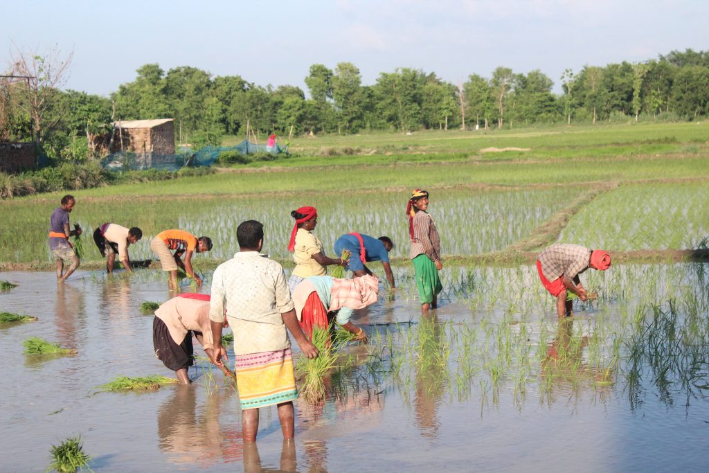 लुम्बिनीमा एक चौथाइ पनि रोपाइँ सकिएन, प्यूठानमा ८२ प्रतिशत हुँदा गुल्मीमा जम्मा ५ प्रतिशत