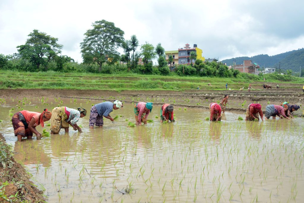 राष्ट्रिय धान दिवसः देशभर रोपाइँ र दही चिउराको रौनक, सांस्कृतिक र कृषि महत्त्वको उत्सव