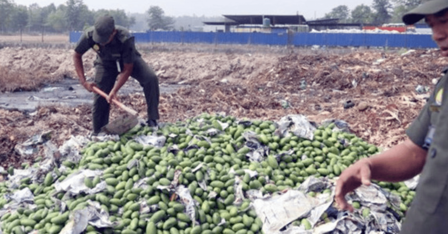 धनगढी उपमहानगरद्वारा विषादी प्रयोग गरिएका आँप नष्ट