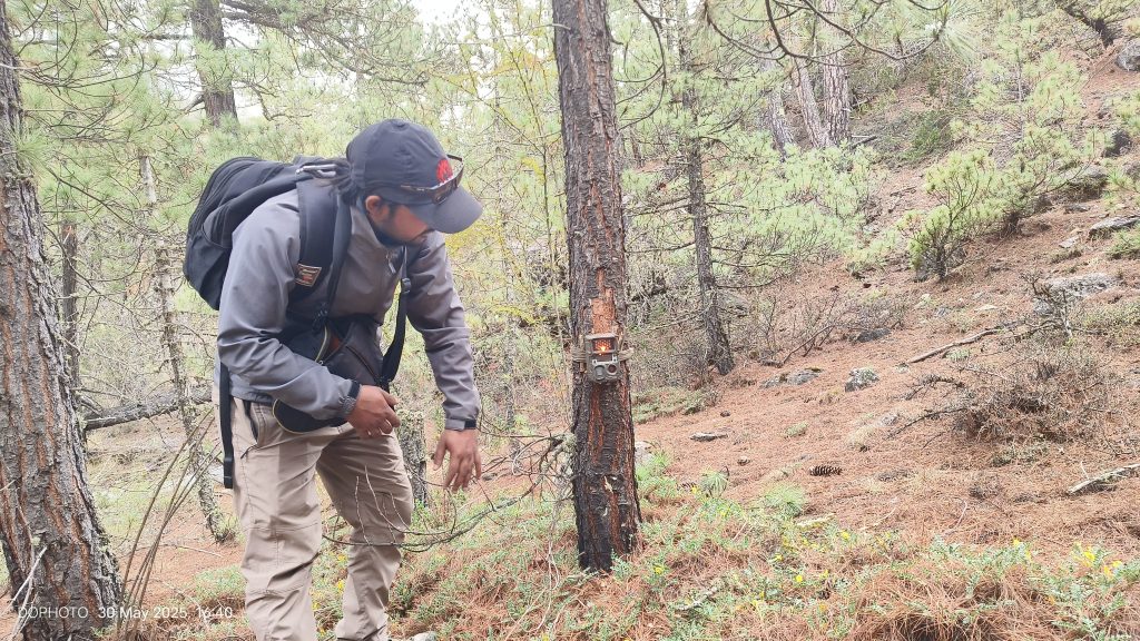 मुस्ताङको तीन पालिकामा हिउँ चितुवा सर्वेक्षण सुरु