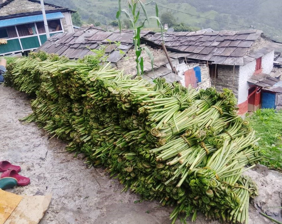 जङ्गलको निहुरोले फेरियो जीवनशैली, गाउँमा भित्र्याउँदै लाखौं रुपैयाँ