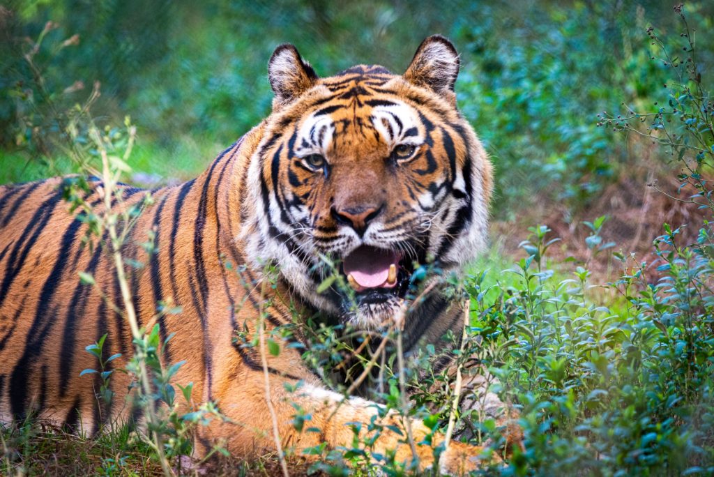 बाघ नियन्त्रणमा लिन हात्तीसहितको प्राविधिक टोली परिचालन