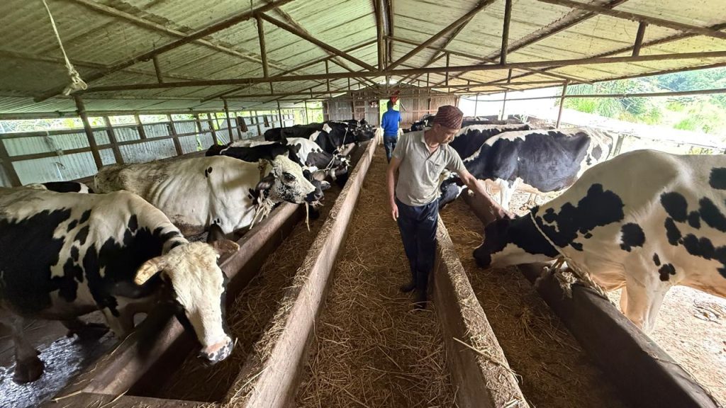 गाईपालनबाट मासिक तीन लाख ५० हजार आम्दानी