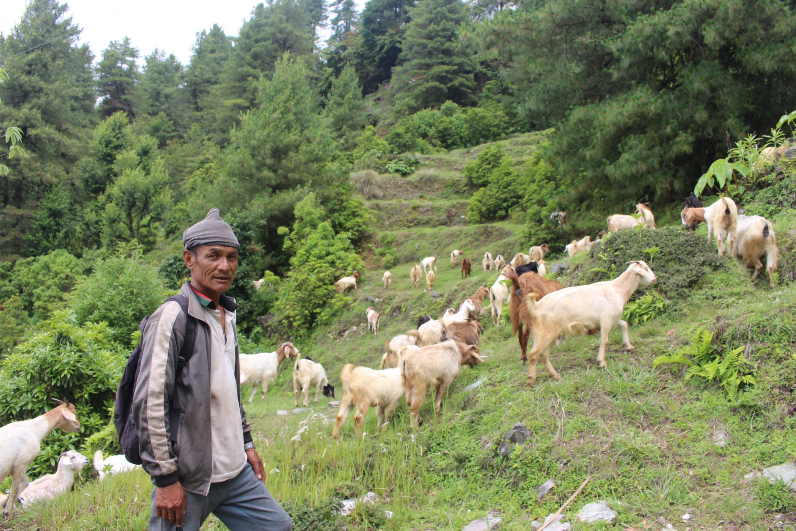 ‘बाख्रापालनबाट मिल्यो सफलता’