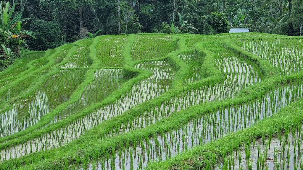 बारामा सतप्रतिशत धान रोपाइँ