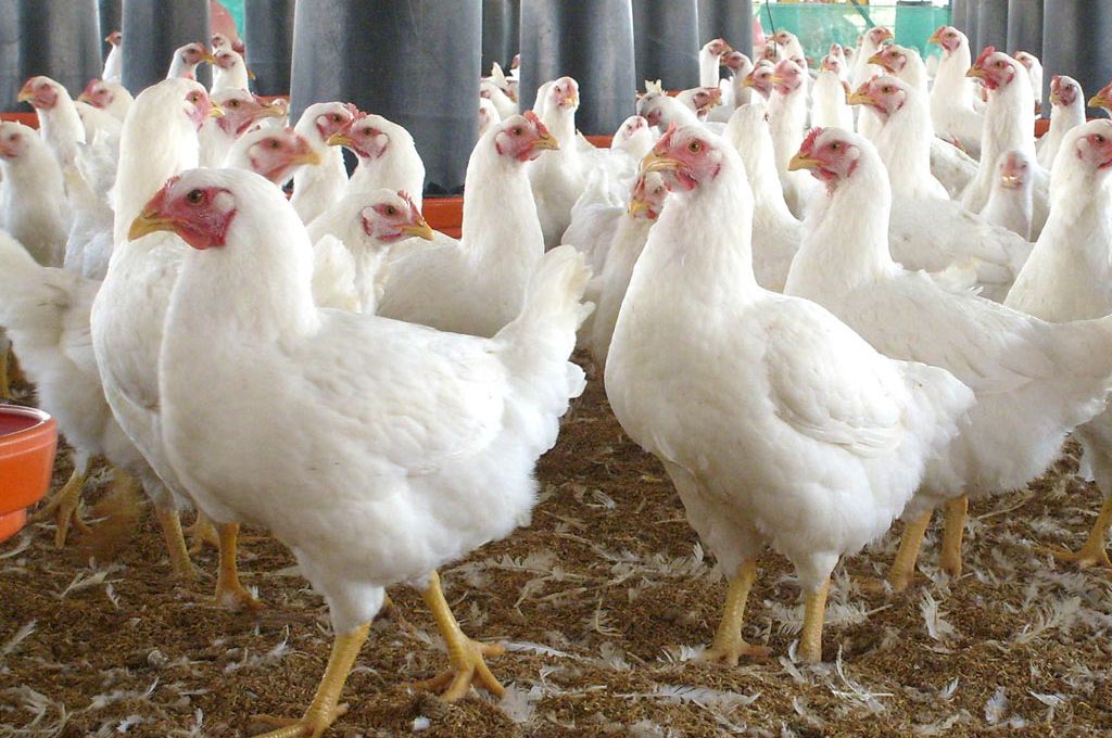 चितवनका कुखुरामा ‘चिकेन एनेमिया भाइरस’ पुष्टि