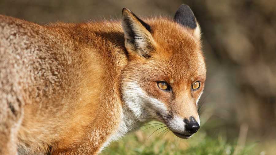 दार्चुलामा स्यालको टोकाइबाट तीन घाइते