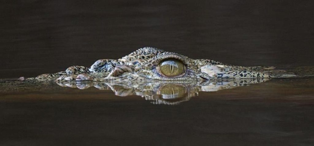 बर्दियामा पौडी खेल्ने क्रममा गोहीले आक्रमण गर्दा युवक बेपत्ता, खोजी कार्य जारी