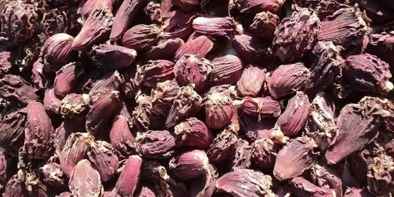 अलैँचीको मूल्य ७ वर्षयताकै उच्च, किसान उत्साहित
