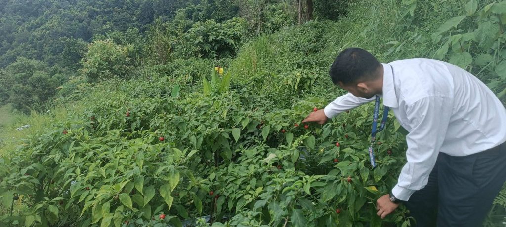अकबरेखेतीमा ऋषिङका किसान, १४० रोपनीमा सुन्तला