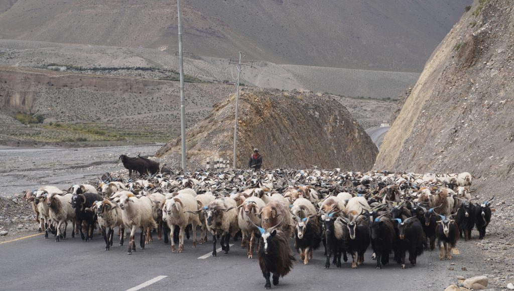 दसैँका लागि तेह्र हजार भेडाच्याङ्ग्रा मुस्ताङ हुँदै अन्य जिल्ला पुग्याे, अझै थप एक हजार पठाइने
