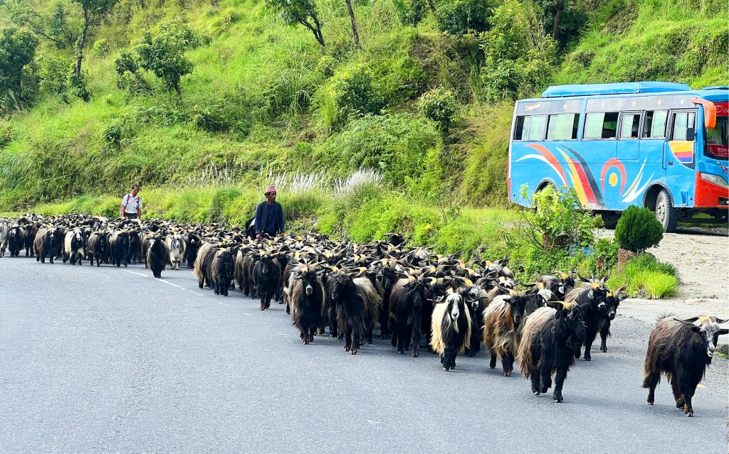 दशैँकाे आकर्षक हिमाली च्याङ्ग्रा : मुख्य बजार काठमाडौँ, पोखरा