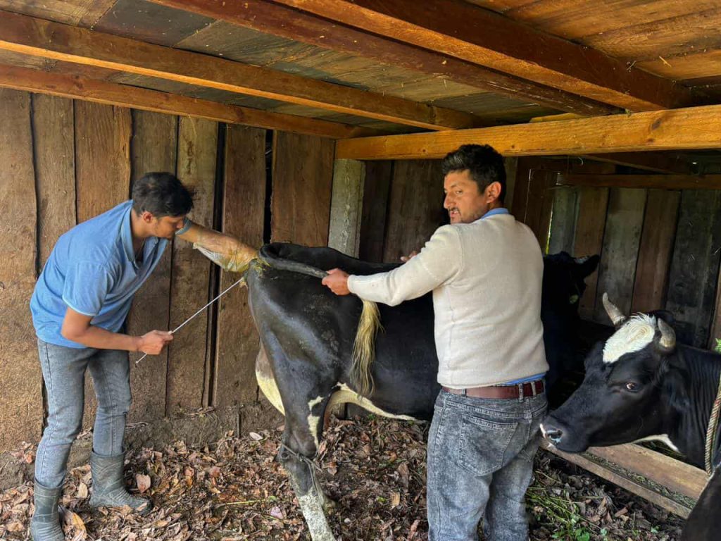 कृत्रिम गर्भाधानले दूध उत्पादन बढाउँदै