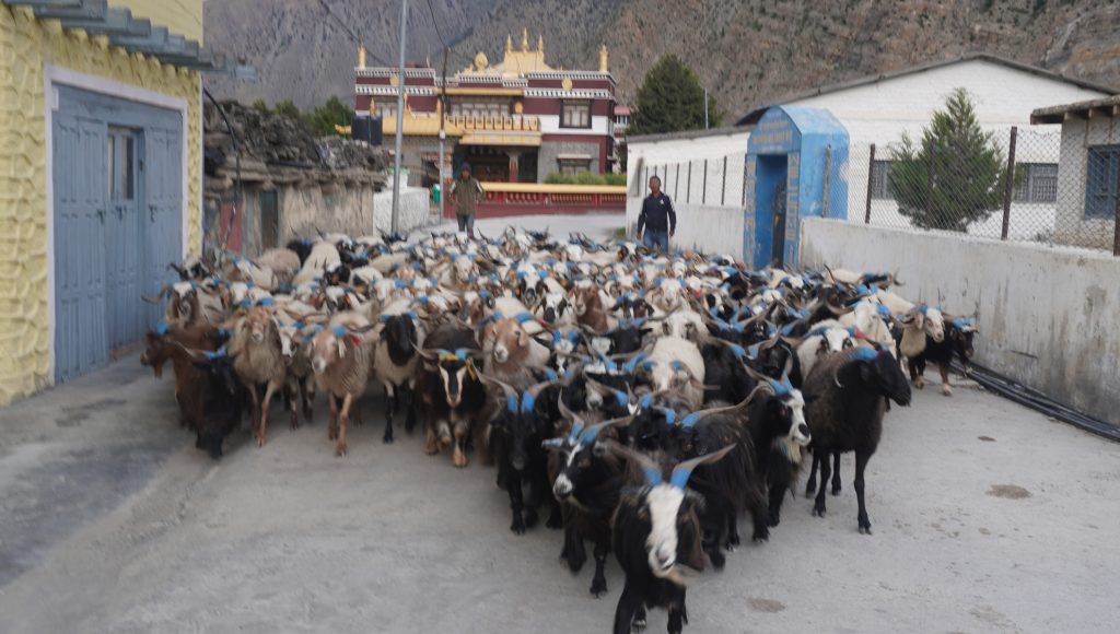 दशैका लागि डोल्पा र जुम्लाका भेडाच्याङ्ग्रा मुस्ताङ पुर्‍ याइयाे