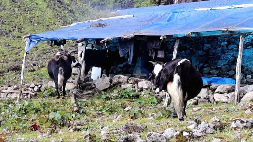 जलवायु परिवर्तनले चौँरीपालन व्यवसाय सङ्कटमा पर्दै