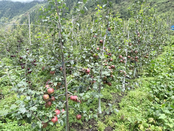 स्याउ टिप्दै उत्तरी गोरखाका किसान, ब्यापारीक थलाे काठमाडौँ