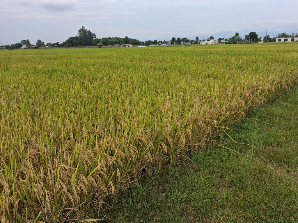 पाकेर झुलिसकेको धान भित्र्याउन नपाएपछि किसान चिन्तित