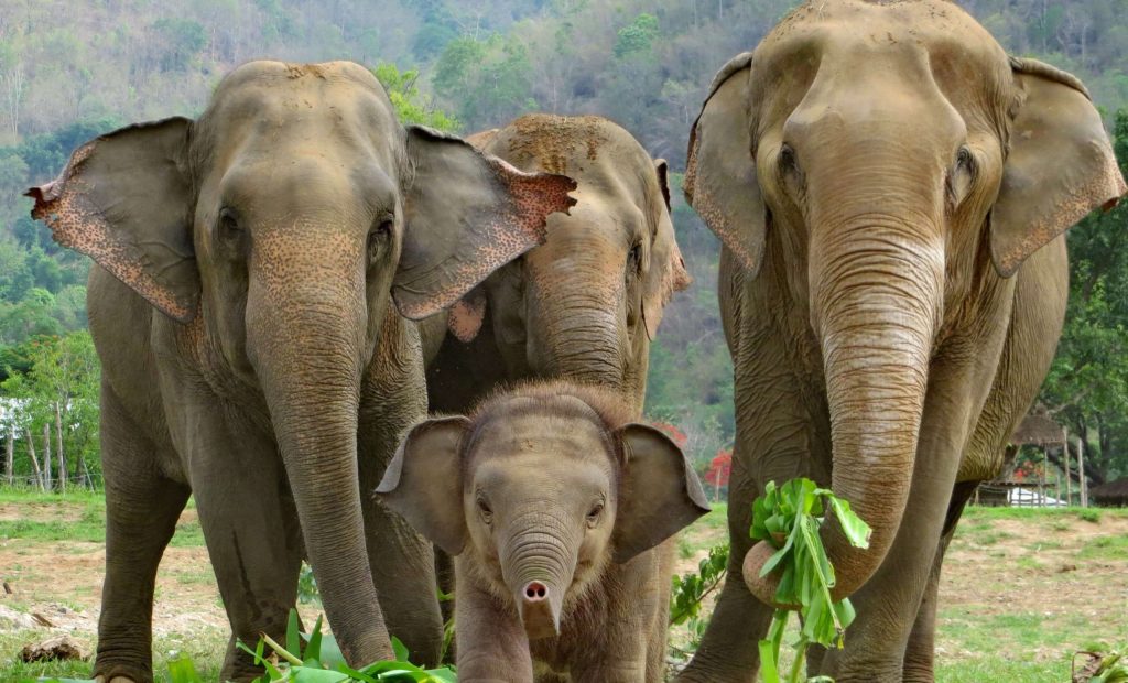 झापामा जङ्गली हात्तीको त्रासले बाली थन्क्याउन सकेनन् किसानले