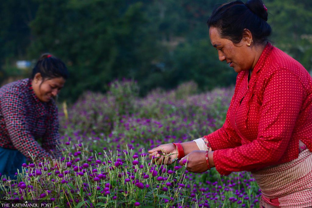 फूल लिन बारीमै व्यापारी पुगेपछि किसान उत्साहित
