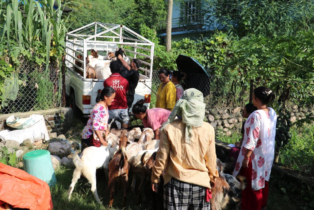 महिला नेतृत्वको सहकारीले बेच्याे ३५० खसीबोका