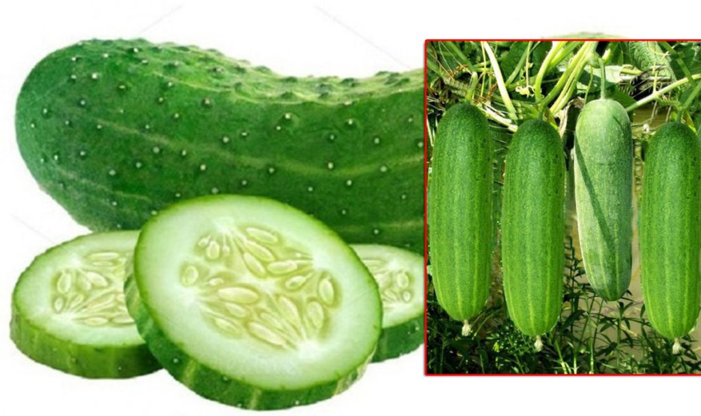 मादले काँक्रो आम्दानीको राम्रो स्रोत