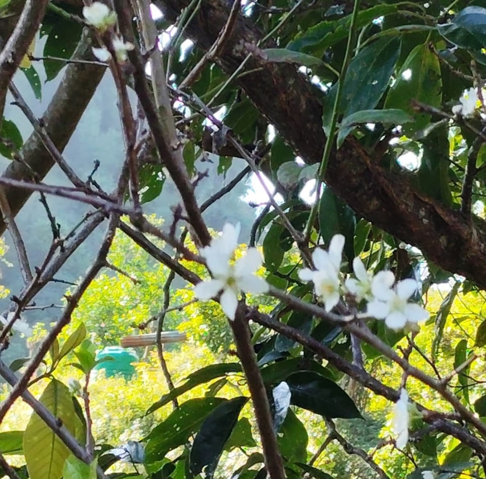 जलवायु परिवर्तनको असरले फागुन/चैतमा फुल्ने पलम असोजमै फुल्यो