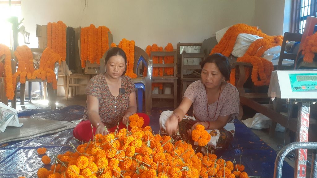 तनहुँमा सयपत्री फूलको माग धान्न धौ–धौ