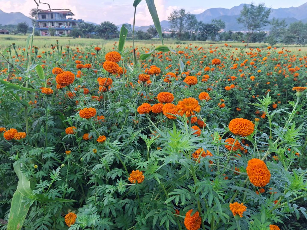 तनहुँको डहरेमा असोजमै फुल्यो सयपत्री, तिहारमा बजारको चिन्ता