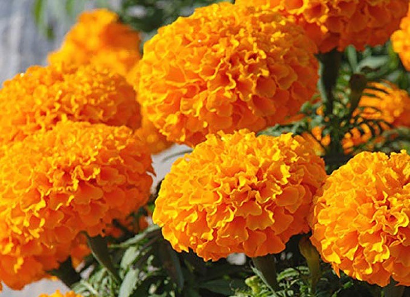 कार्तिक कृष्ण औँसी आज तिहारका कुनै पनि पर्व छैन तर भक्तपुरमा मनाइँदैछ म्हपुजा