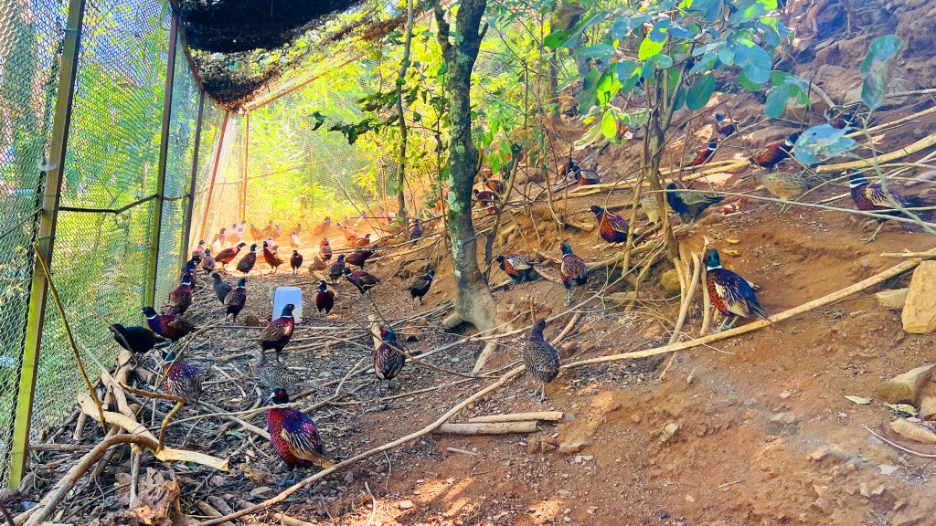 स्वास्थ्यकर्मीको ‘सानो स्वर्ग’ : ढोरपाटनमा फस्टाउँदै कालिजपालन व्यवसाय