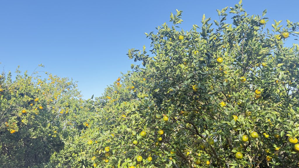 बगैँचाबाटै सुन्तला बिक्री भएपछि नवलपरासी बौदीकालीका किसान खुसी