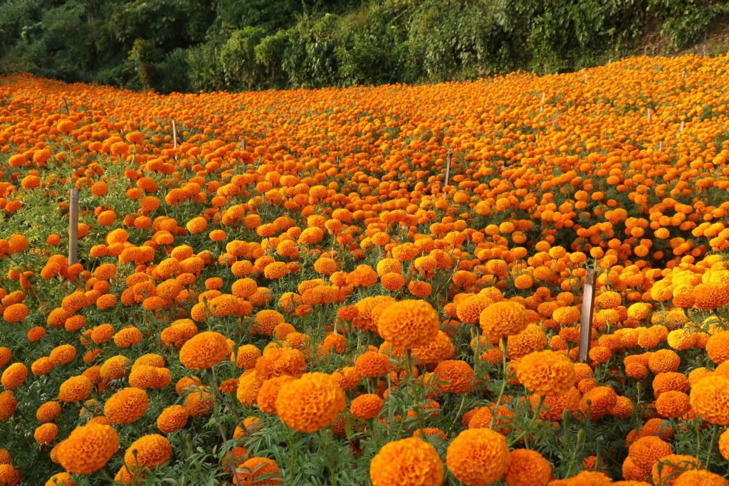 फूलखेतीमै रमाएका कृषकहरु………..