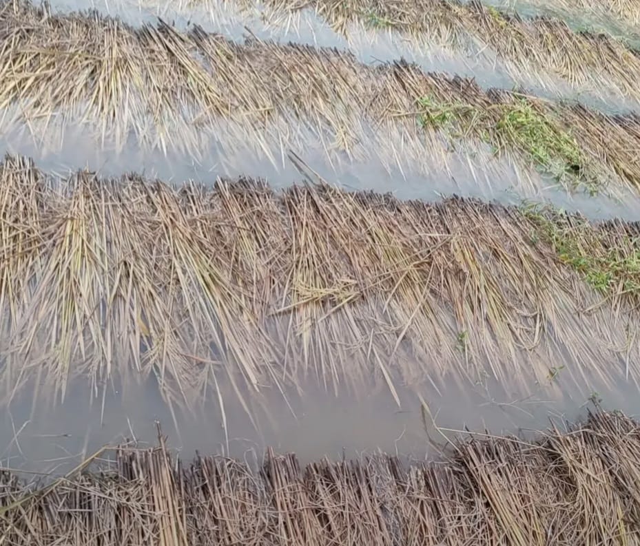 वर्षाले धानबालीमा क्षति भएपछि रौतहटका किसान चिन्तित