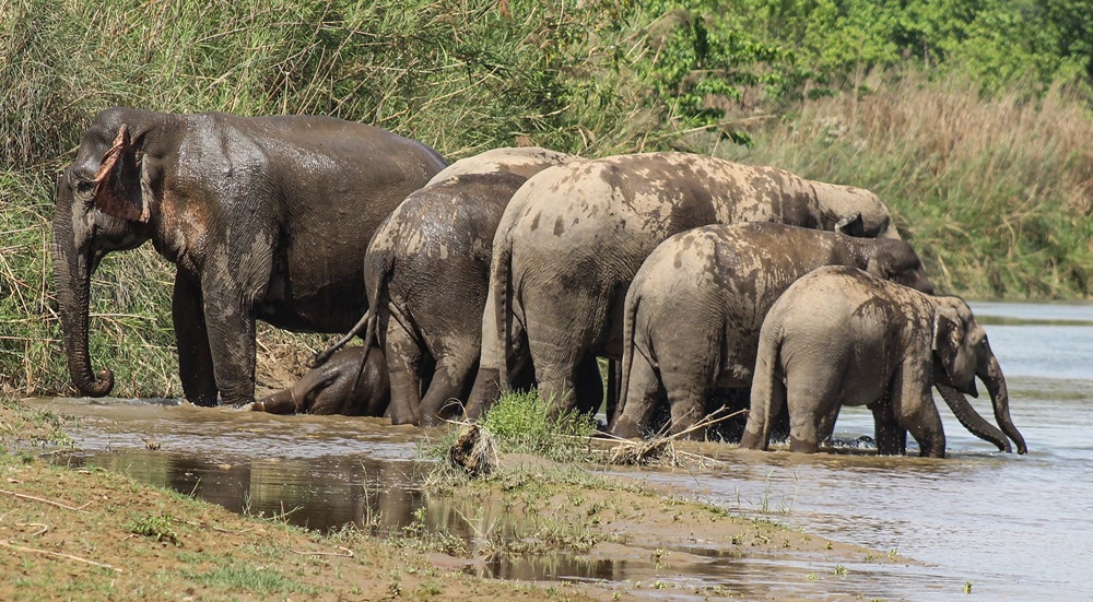 झापामा हात्तीको बथान प्रवेश, डिभिजन वन कार्यालयद्वारा सावधानी अपनाउन आग्रह