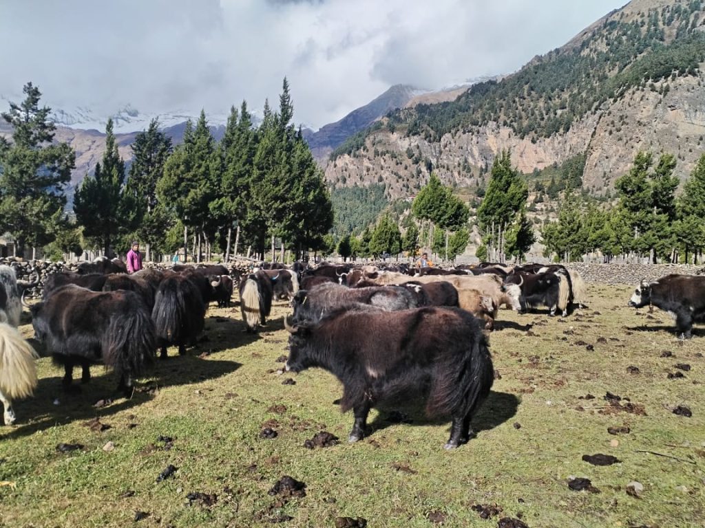 मुस्ताङका उच्च लेकमा हिमपातसंगै याकचौँरी बेँसीमा स्थान्तरण