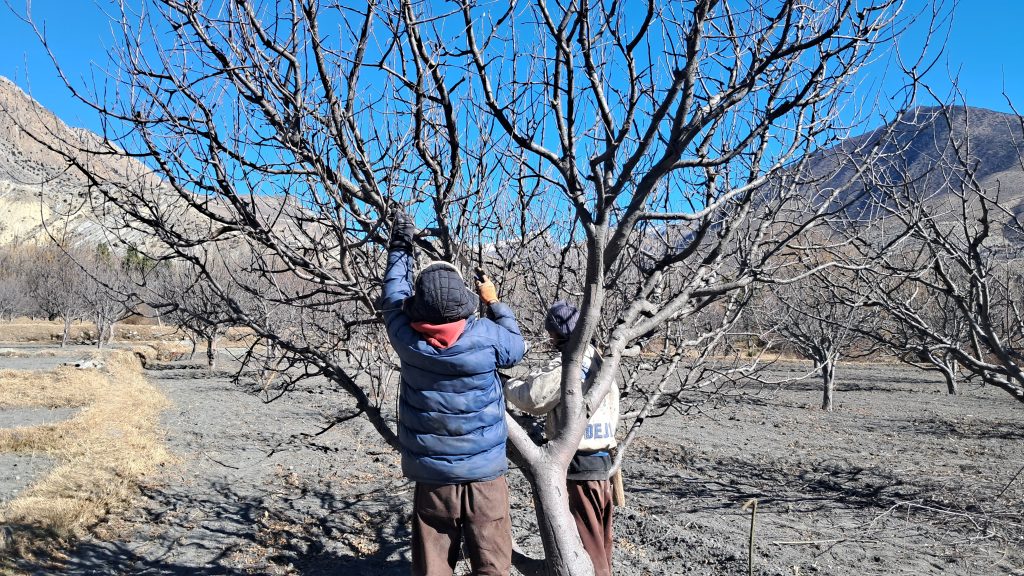 मुस्ताङमा स्याउ बगैँचा व्यवस्थापन तीव्र, तापक्रम वृद्धिको असर