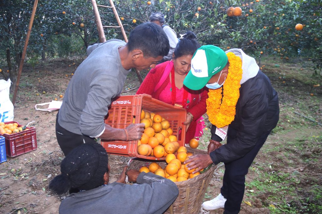 सिन्धुलीमा लटरम्म फलेका जुनार, किसानलाई प्रतिकिलो ६५ रुपैयाँ (तस्बिरहरू)