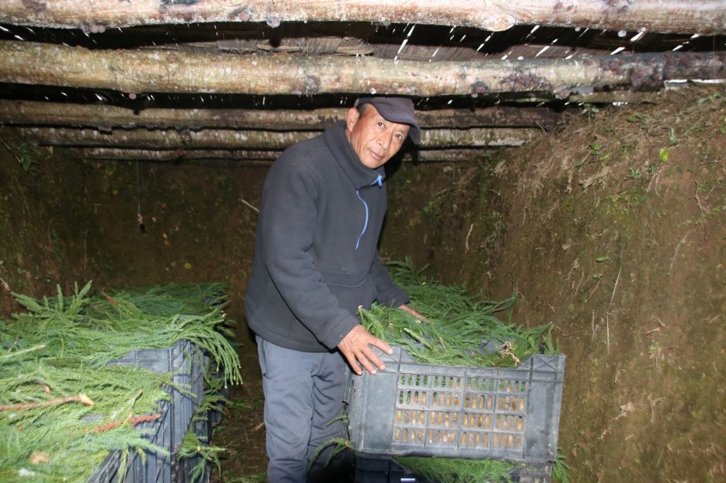 प्राकृतिक शीतभण्डारको प्रयोग : ‘अफसिजन’मा किबी बेचेर तेब्बर आम्दानी