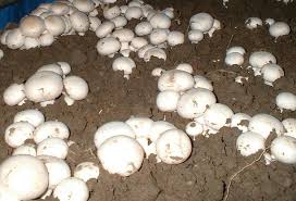 च्याउ खेती गरेर मासिक १ लाख रुपियाँ बचत