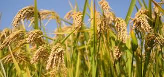 बागमती प्रदेशमा ४ लाख ५१ हजार मेट्रिक टन धान उत्पादन : चितवन जिल्ला अग्रस्थानमा