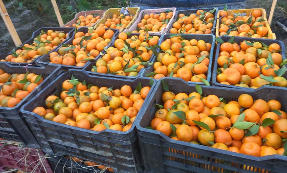 खोटाङमा सुन्तलाबाट ३४ करोड आम्दानी : रोगका कारण उत्पादन क्षेत्र भने घट्यो