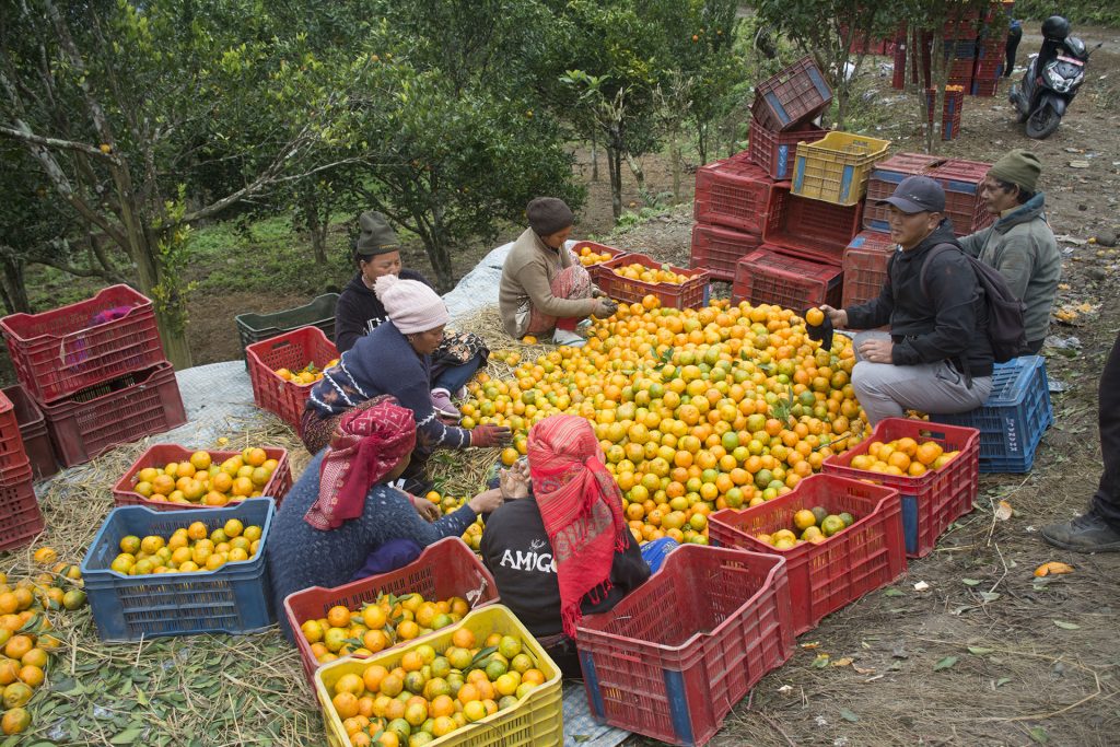 ‘कृषकलाई मौसमले ठग्दो रहेछ’