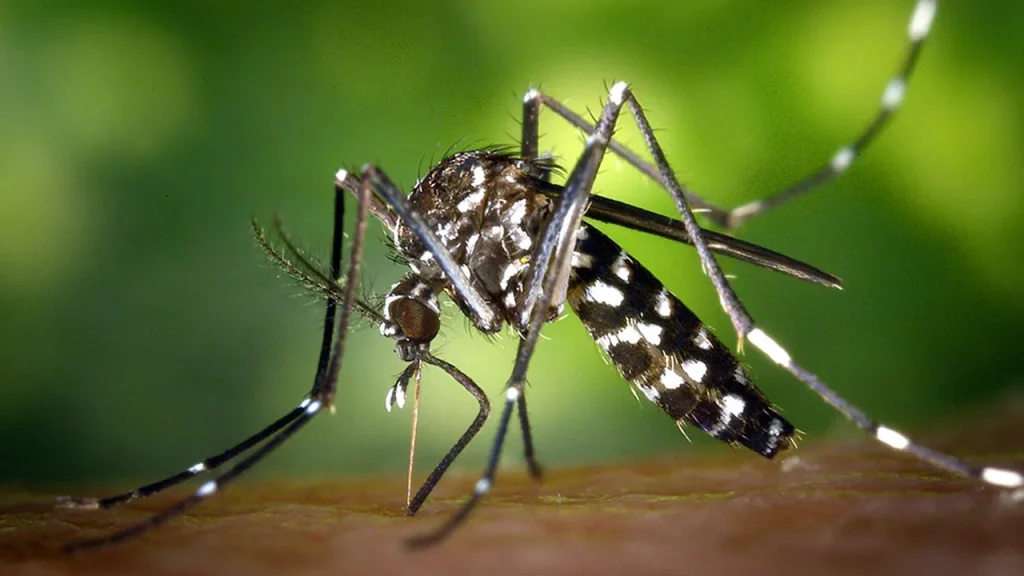 जापानिज इन्सेफ्लाइटिस्बाट यस वर्ष ३५ जनाको मृत्यु