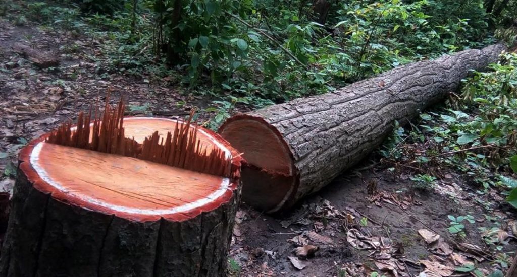 कञ्चनपुरको गौरीघाट सामुदायिक वनमा अवैध रुख कटान, अनुसन्धान सुरु