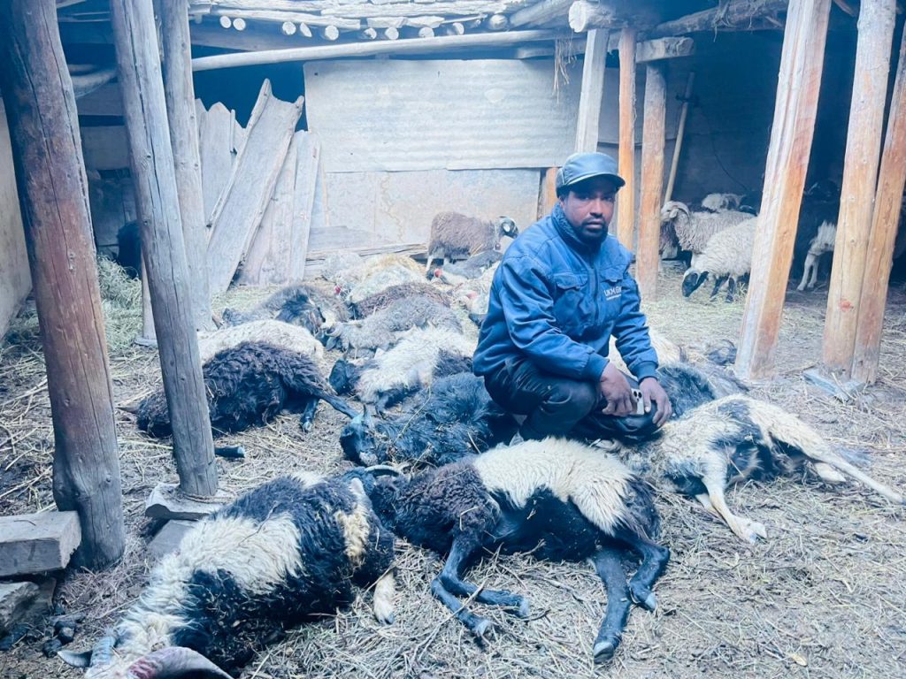 मुस्ताङमा हिउँ चितुवाको आक्रमणबाट १९ भेडा र च्याङ्ग्रा मरे, लाखौँको क्षति