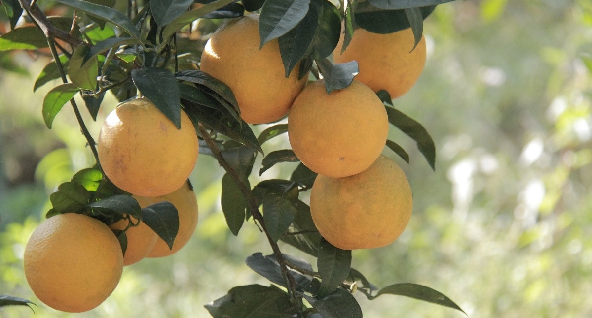 वैदेशिक रोजगारी छाडेर जुनार खेतीमा युवाको आकर्षण