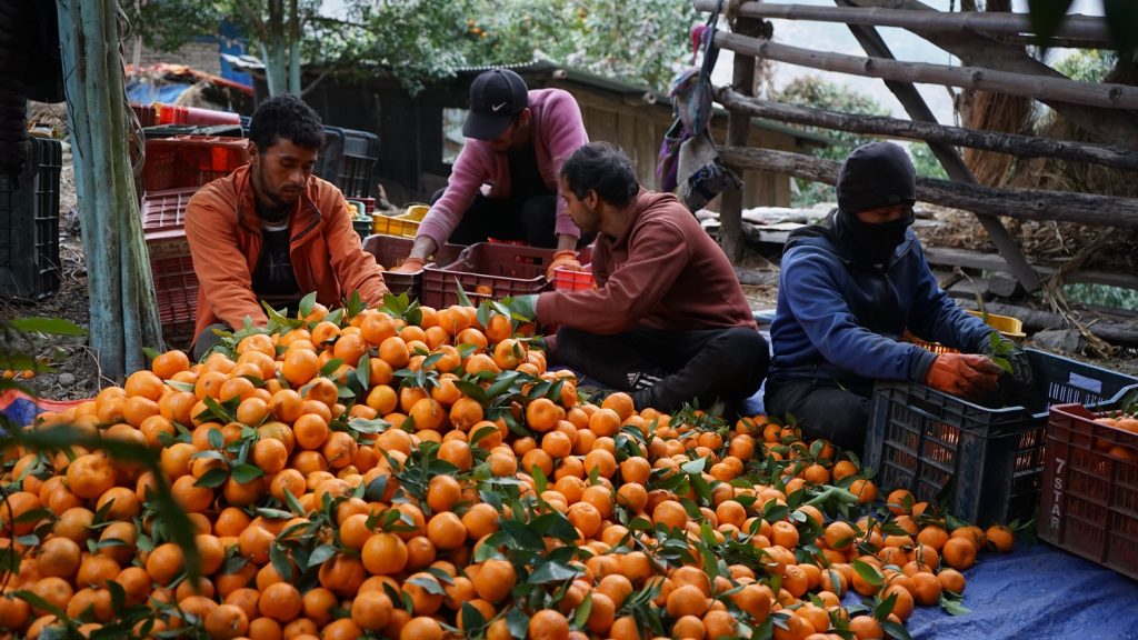 बढी मूल्यका लागि किसानले माघ लागेपछि टिप्न थाले सुन्तला